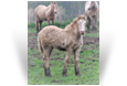~Northern Lights Lourdes Remi~'19 Smoky Pearl Filly out of Candy - WV
