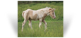 ~Northern Lights Pearl Haven Majesty~'19 Smoky Pearl Tobiano Filly out of Dia - MO