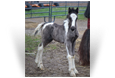 ~Northern Lights The Texas Gambler~'20 Smoky Black Tobiano Colt out of Seaya - TX