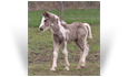 ~Northern Lights Chandy Prince~'20 Silver Pearl Tobiano colt out of Candy - VA