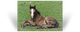 ~Northern Lights Freedom Isn't Free~'20 Black Pearl colt out of Koura - FL