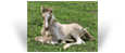 ~Northern Lights Triple D~'20 Grulla Pearl Tobiano Colt out of Dia - MO