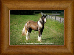 Northern Lights RoyalV Jackpot ~ Jackie ~ 2009 ~ Lottery Horse x Lion Queen ~ SOLD