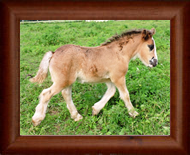 ~ Northern Lights Cosmic Warrior ~ '15 colt out of Gabbie - SD